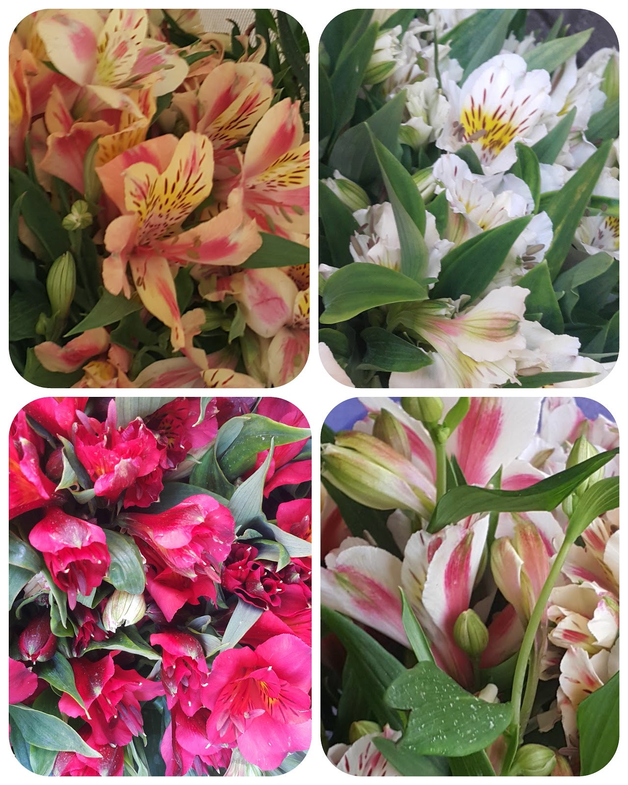 Alstroemerias Nacionales