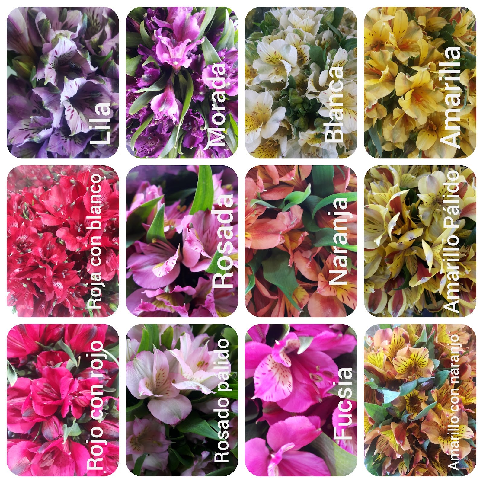 Alstroemerias Importadas
