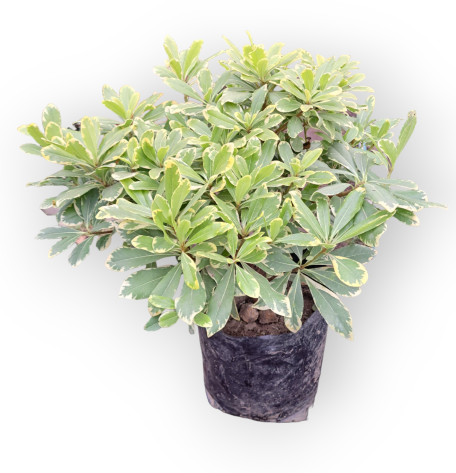 Pitospotum Tobira Enano Variagado