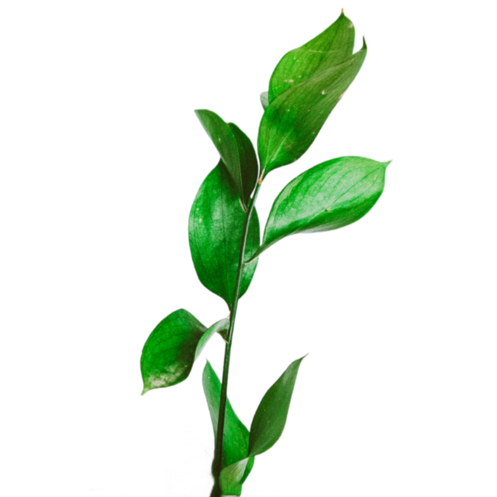Ruscus