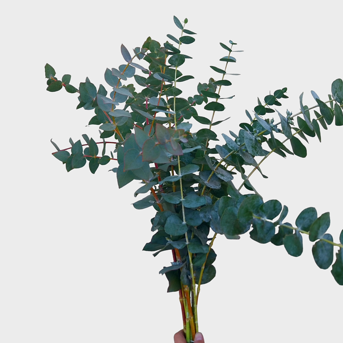 rn-image_picker_lib_temp_274185d5-982e-4f54-b0fc-9e98e7f0b5e2.png